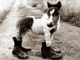 Photographies noir et blanc de chevaux Posters