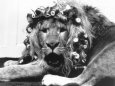 Sullivan the Lion with His Hair in Curlers at Knarsborough Zoo in Yorkshire
