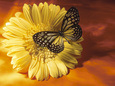Animals (Jupiter Images Photography) Posters