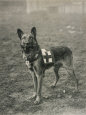 Malinois (Belgian Shepherd Dog) Trained for Work as a French Red Cross Dog Lámina fotográfica