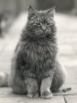 Fluffy Domestic Cat Sitting on the Pavement