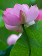 Perry's Water Garden, Lotus Blossom, Franklin, North Carolina, USA Lámina fotográfica por Joanne Wells