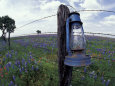 Blue Lantern, Oak Tree and Wildflowers, Llano, Texas, USA Lámina fotográfica por Darrell Gulin
