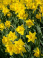 Yellow Daffodils, Elmira College, New York, USA Photographic Print