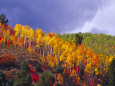 Colorful Aspens in Logan Canyon, Utah, USA Impressão fotográfica por Julie Eggers