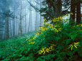 Golden-Glow Flowers, Great Smoky Mountains National Park, North Carolina, USA Lámina fotográfica por Adam Jones