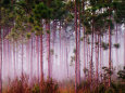 Mist Among Pine Trees at Sunrise, Everglades National Park, Florida, USA Photographic Print by Adam Jones