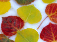 Colorful Aspen Leaves on Snow, Colorado, USA Photographie par Julie Eggers