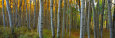 Aspen Grove, Kebler Pass, Colorado, USA Lámina fotográfica por Terry Eggers