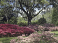 Orton Plantation Gardens, North Carolina, USA Lámina fotográfica