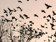 Crows Posters