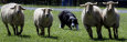 A Border Collie Demonstrates Sheep Herding Photographic Print