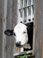 Vaches Affiches