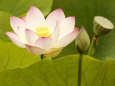 Blooming Water Lotuses Carpet Echo Park Lake Photographie