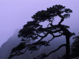 Seeing Off Pine Tree on Mt. Huangshan (Yellow Mountain), China Photographic Print by Keren Su