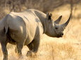 Rhinos (Color Photography) Posters