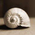 Sea Shells II Premium Poster