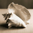 Sea Shells IV Premium Poster