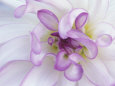 White Flowers (Color Photography) Posters