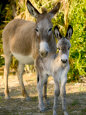Fotografías de burros Pósteres