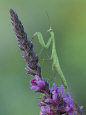 Mantes religieuses Affiches