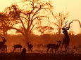Impalas Pósteres
