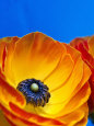 Floral (Lonely Planet) Posters