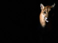 Animaux (Lonely Planet) Affiches