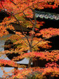 Autumn Leaves at Eikando Temple, Kyoto, Japan