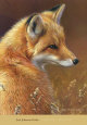 Renards Affiches