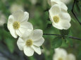 Pacific Dogwood Along Merced River, Yosemite National Park, California, USA Fotografiskt tryck av Adam Jones