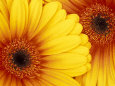 Gerbera Daisies Pósteres
