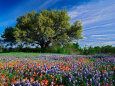 Live Oak, Paintbrush, and Bluebonnets in Texas Hill Country, USA Lámina fotográfica por Adam Jones