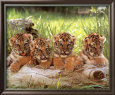 Tippy Hedren Posters