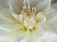 White Flower Blossom (Color Photography) Posters
