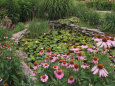 Coneflowers Around Water Garden, Louisville, Kentucky, USA Photographie par Adam Jones