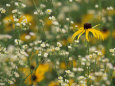 Black-Eyed Susan and Daisy Fleabane Lámina fotográfica por Adam Jones