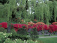 Japanese Garden Rhododendrons in Washington Park Arboretum, Seattle, Washington, USA Photographie par Jamie & Judy Wild