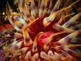 Sea Creatures (Lonely Planet) Posters