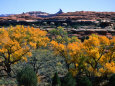 Cottonwoods along Squaw Creek at the Needles, Canyonlands National Park, USA