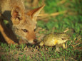Jackals Posters