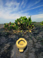 An Toilet on a Black Sand Beach with Cacti Fotografie-Druck von Raul Touzon