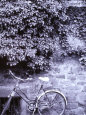 Bike and Wall, Heidelberg, Wurttemberg, Baden, Germany