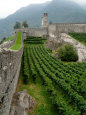 Castelgrande Vineyards and Fortified Walls, Bellinzona, Switzerland Photographie par Lisa S. Engelbrecht