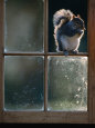 Squirrels (Color Photography) Posters