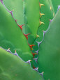 Agave Posters