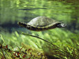 A Freshwater Turtle Swimming Underwater Lámina fotográfica por Bill Curtsinger