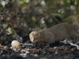 A Mongoose Approaches a Birds Egg on the Ground at Kaena Point Natural Area Reserve on Oahu
