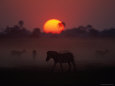 Zebra at Sunrise Lámina fotográfica