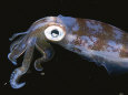 Fotografie a colori di calamari Poster